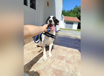 lieber Pointer Mischling Merlin sucht ein Zuhause oder Pflegestelle