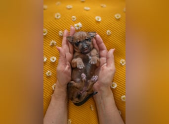 Rhodesian Ridgeback Welpen mit FCI-Ahnentafel