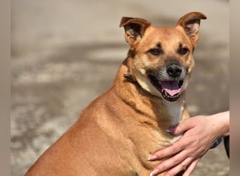 Borko S272 sucht ein ruhiges Zuhause