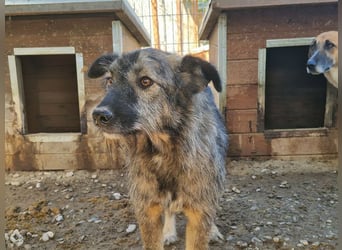 ♥VITO♥ sehr lieber, total süßer, noch etwas vorsichtiger Rüde, der sicher schnell auftaut 55 cm