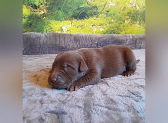 Reinrassige Labradorwelpen