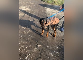 Jack , ungarische Bracke, sucht die Wärme und Nähe des Menschen