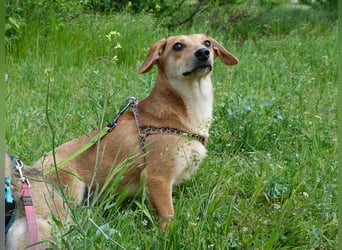 Zarte Amila sucht eine neue Familie