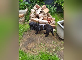 Neila sucht ihr Zuhause