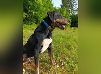 Kolt -Jagdterrier Mix