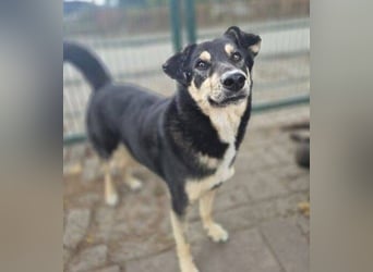Simba, Kurzhaarcollie Mischling