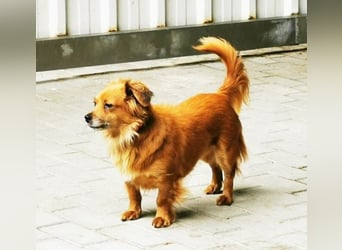 Fibi, Langhaar Chihuahua Mischling, geb. 2022, bezaubernde Hündin su. Zuhause