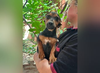 Mia, geboren 25.03.2025, 23cm sucht liebevolle Menschen