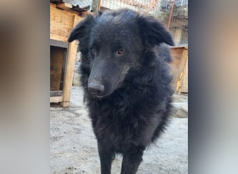 LENZI❤️unser kroat. Schäferhund-Mix-Rüde ist ein wahrer Sonnenschein!