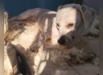Teddy ❤️ lieb, aktiv - Malteser-Mix Rüde