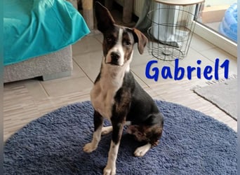 Gabriel1 10/2024 (in Deutschland) - geselliger, kluger und sportlicher junger Bodeguero-Mix!