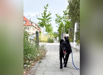 Freundlicher ELVIS möchte dich um seine hübschen Pfoten wickeln