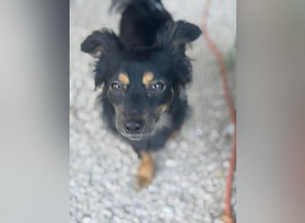 Isabel, sucht ein liebevolles Zuhause