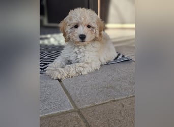 Zwerg Pudel x Maltipoo