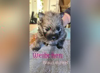zuckersüße Pomeranianwelpe