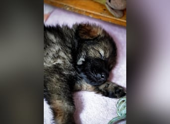 Typvolle Altdeutsche Schäferhund Welpen
