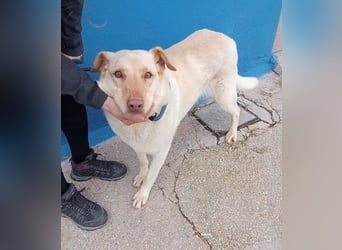 Laika, darf sie einmal im Leben ein schönes Zuhause haben?!