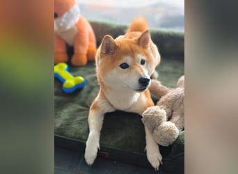 Ella - die Shiba Inu-Omi