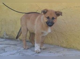 Balu, ein verspieltes Hundekind auf der Suche nach einem Zuhause fürs Leben