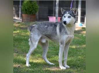 Lieber Huskyrüde FRED, ca. 08.2023 geboren, sucht Freunde dieser Rasse