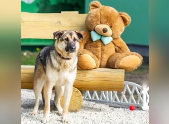 Sever hat sein ganzes Leben in einem Tierheim verbracht und träumt von einem Zuhause.