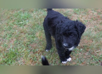 Doodle Bergamasker Barbet Mix Bergamasco Franz. Wasserhund Bergadoodle für Allergiker nicht haarend