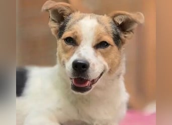 Didier - freundlicher, aktiver, verspielter kleiner Jack Russel-Mix Rüde / z.Zt. noch in Rumänien