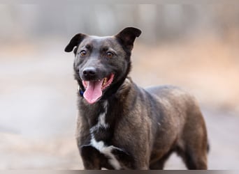Ziganka sucht lievolles zu hause