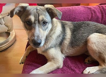 Luka sucht sein Zuhause!