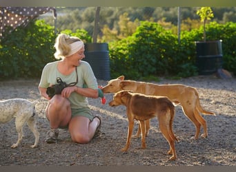 BARNABY-bei Anblick - LIEBE- hier wartet ein Seelenhund auf seine liebevolle Familie