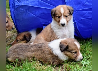 Colliewelpen aus über 40Jahren Zucht