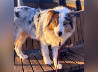 Alfred - ein besonderer Hund sucht seinen speziellen Menschen - Tierhilfe Franken e.V.