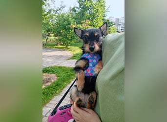 kleiner Sonnenschein Julietta sucht dich!