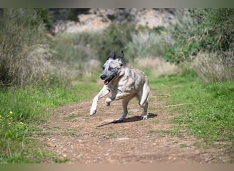 Sapphire (Spanien) - superfreundliche Mischlingshündin