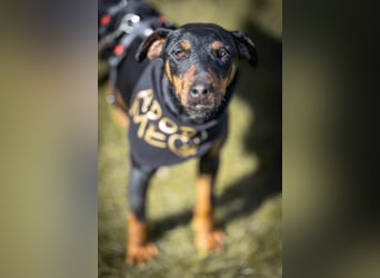 Leyla aktiver Jagdterrier Mischling Hündin sucht Zuhause für immmer