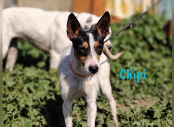 Chipi 06/2023 (ESP) - braver, umgänglicher und freundlicher kleiner Ratonero Bodeguero Andaluz!