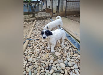 Verspielter KELVIN sucht liebevolles Zuhause