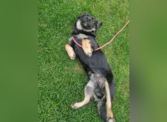 JACK - der neugierige kleine Dackelmix-Mann liebt Kinder und Artgenossen +  sucht ein liebes Zuhause