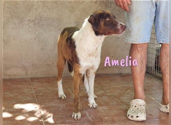 Amelia 08/2018 (ESP) - bezaubernde, ausgeglichene und soziale Hütehund-Mix Hündin!