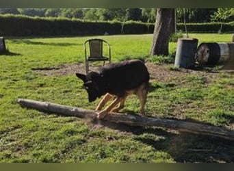 Dringend!!!, Hektor, ein Deutscher Schäferhund auf der Suche nach einem Zuhause