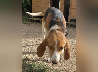Beagle-Mix Pablito - verspielt und freundlich