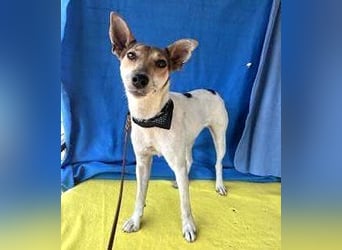 lebenslustige kleine ROXY - 3 Jahre, 38cm/8kg - Jack Russell-Mix