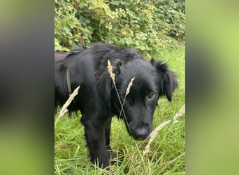 Herzenshund Golden Retriever Mix Jamie sucht sein Körbchen