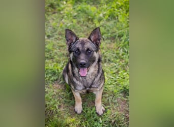 TATZEL - die hübsche Maus sucht eine eigene liebe Familie!
