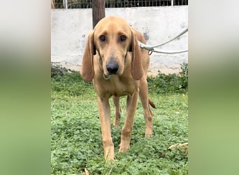 Schenkst du Simba ein Zuhause?