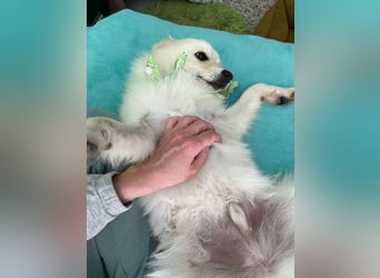 Jamie, lieber und verspielter Kleinspitz, geb. 08/2024