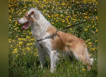 Paky – ein Traumhund aus Portugal