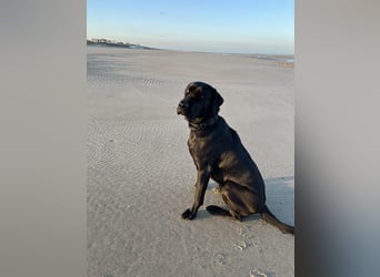 Wurf Cane Corso/Flat & Broholmer