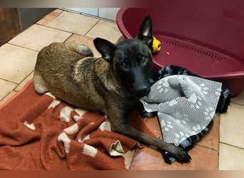 Romina: Sucht ein Zuhause