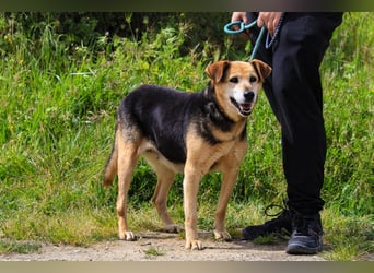 Hazel, Schäferhund-Mix, lieb und sozial